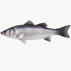 Seabass (Animated)